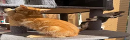 Maine Coon cats for sale: TORTOISESHELL MAINE COON X KITTENS - Advert 21