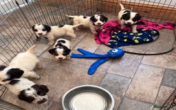 Cocker Spaniel dogs for sale: Cocker spaniel puppies - Image 11