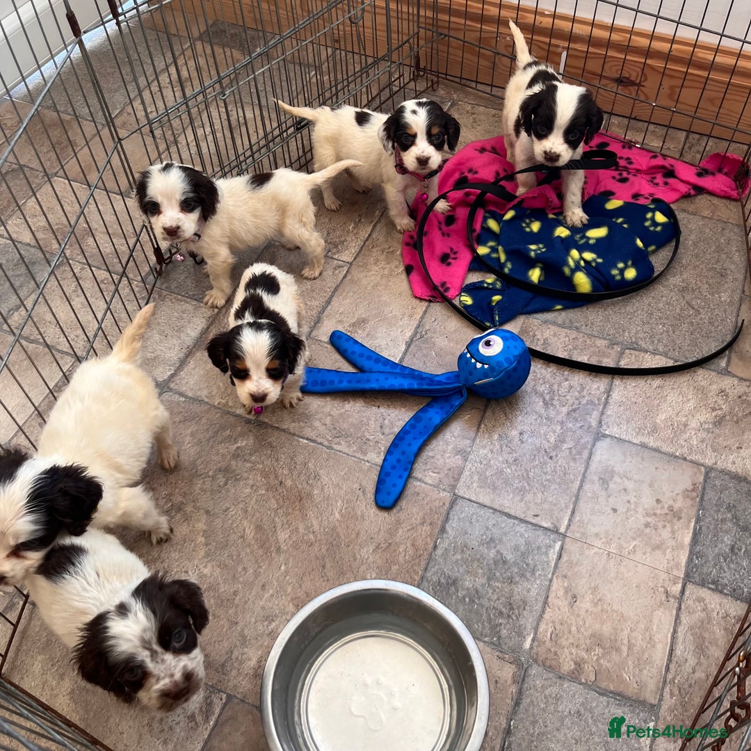Cocker Spaniel dogs for sale: Cocker spaniel puppies - Image 11
