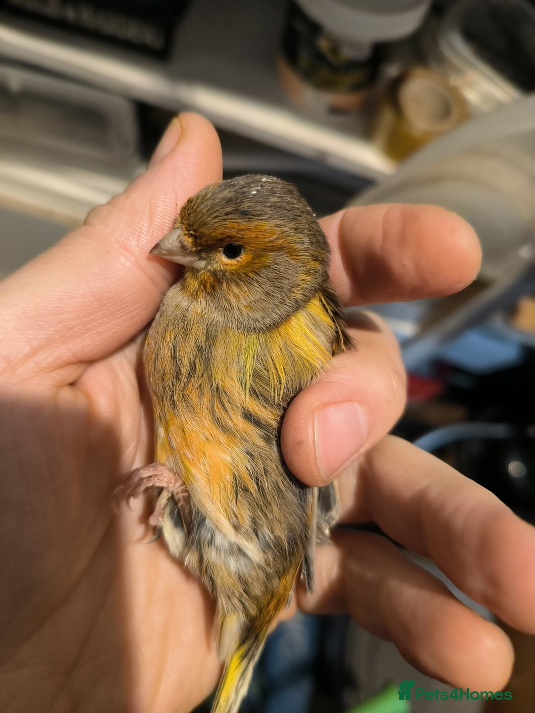 Canaries birds for sale: 5 beautiful 2025 canaries  - Advert 13