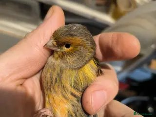 Canaries birds 5 beautiful 2025 canaries - Advert 21