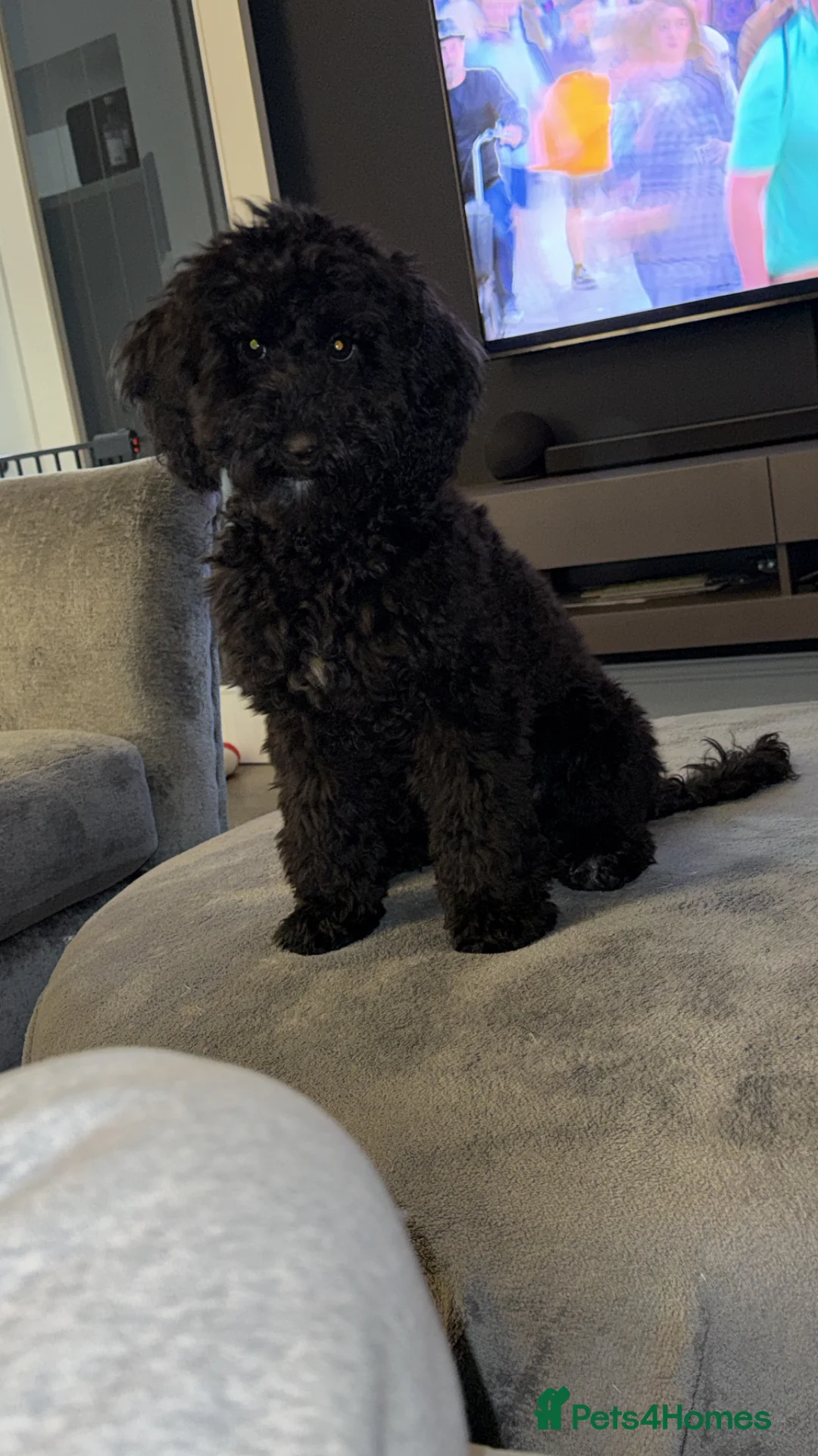 Cavapoo dogs for sale: Cavapoo  - Advert 2