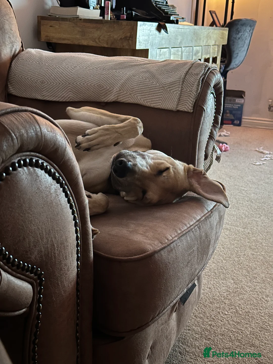 Mixed Breed dogs for sale: Kevin  - Advert 2