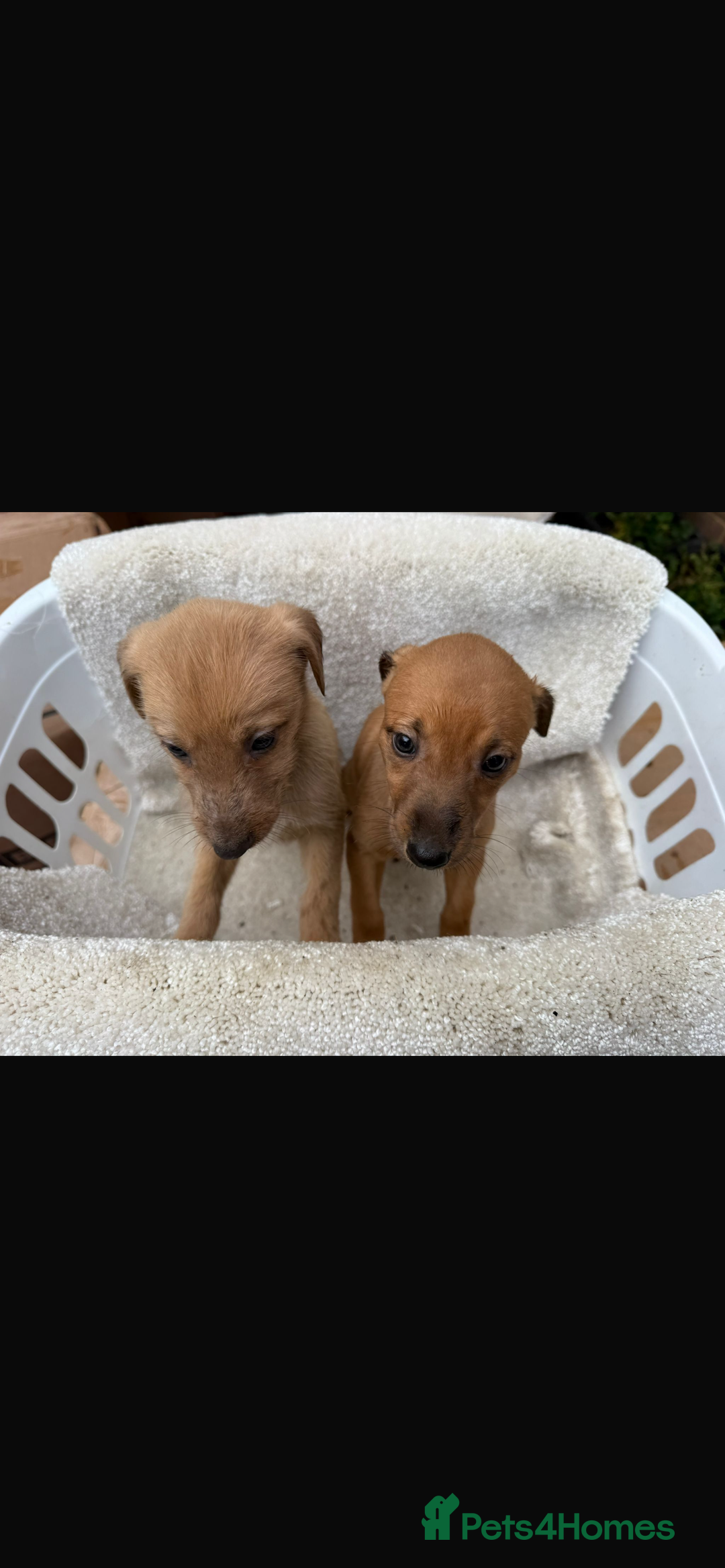 Mixed Breed dogs for sale: Beddlington/whippet/greyhound - Advert 4