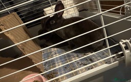 Netherland Dwarf rabbits for sale: Netherland dwarf rabbits  - Image 1