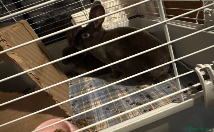 Netherland Dwarf rabbits - Advert 1