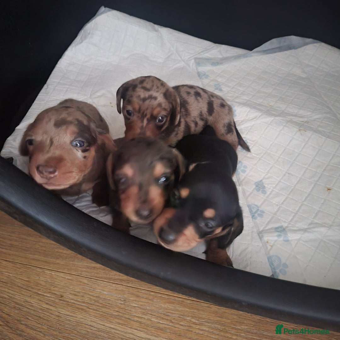 Dachshund dogs for sale: Miniture dashound  - Image 5