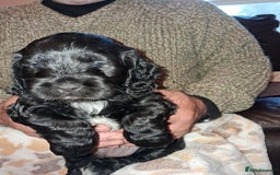Cocker Spaniel dogs for sale: Adorable Cock-a-tzu puppies  - Image 2