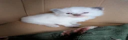 Ragdoll cats for sale: Beautiful ragdoll kittens 2 boys 1 girl  - Advert 6