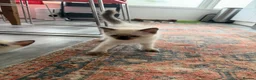 Ragdoll cats for sale: Ragdoll Kittens  - Advert 15