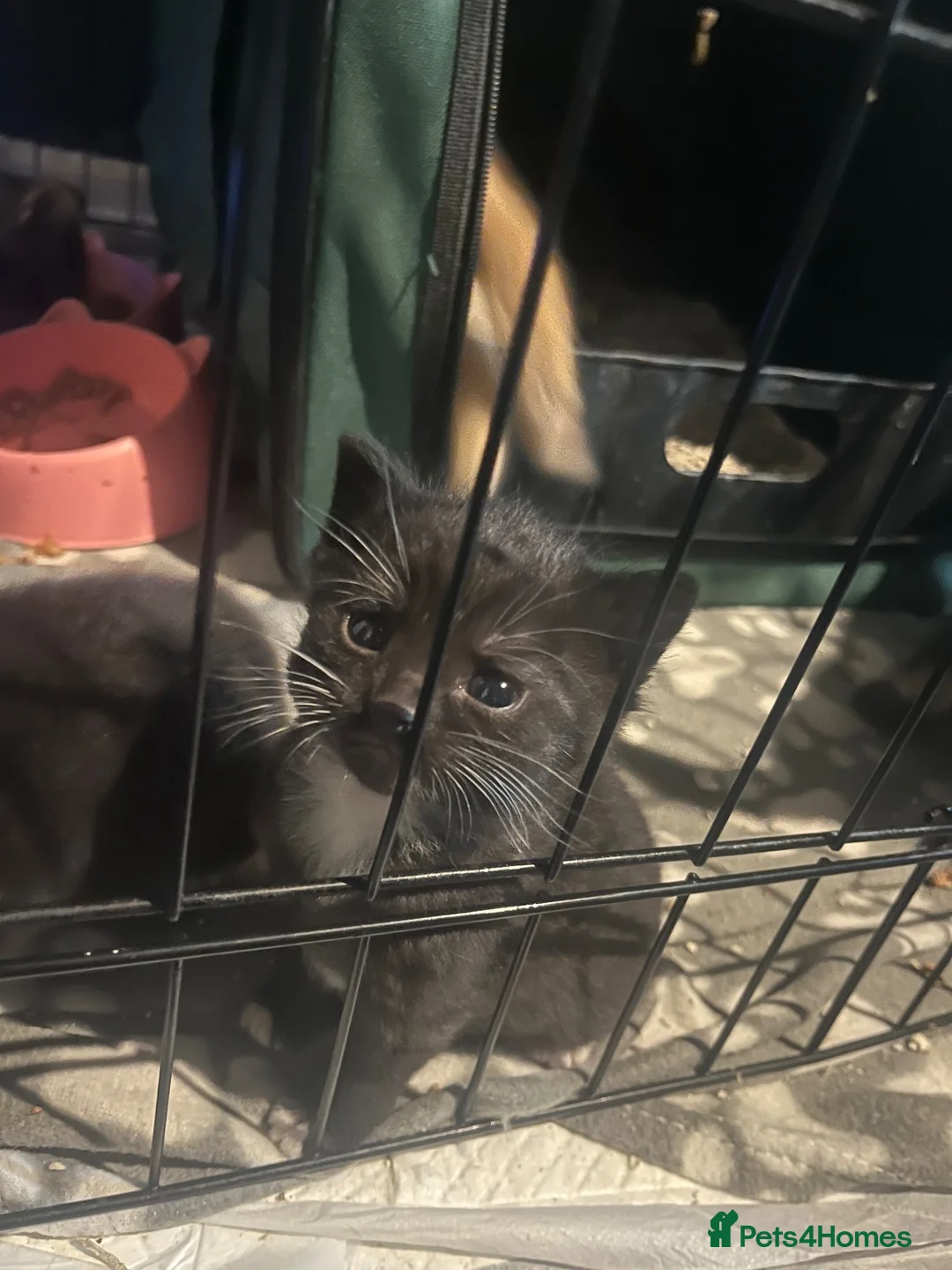 Mixed Breed cats for sale: Kittens  - Advert 13