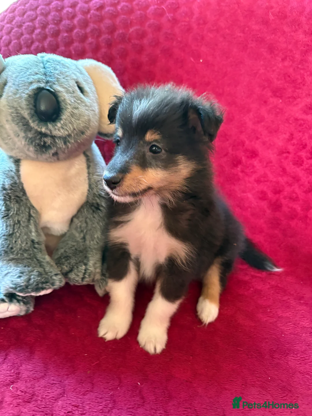Shetland Sheepdog dogs for sale: Shetland sheepdog puppies  in Crediton - Advert 2