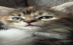 Mixed Breed cats for sale: Beautiful kittens!!!!! READY from 7/08/25 - Image 36