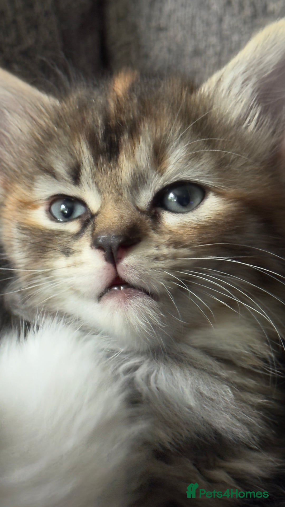Mixed Breed cats for sale: Beautiful kittens!!!!! READY from 7/08/25 - Image 36
