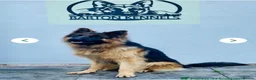 German Shepherd dogs for sale: K/C German Shepherd pups - Advert 7