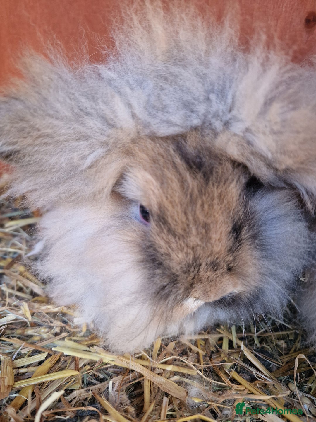 Mini Lion Lop rabbits for sale: Baby lop lionheads  - Advert 2
