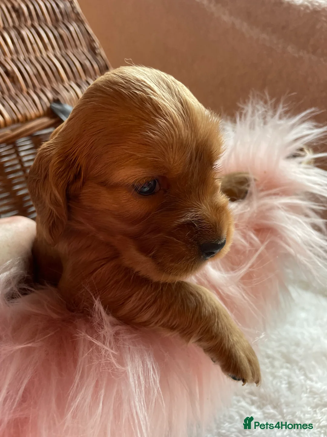 Mixed Breed dogs for sale: V.RARE ! Miniature GOLDEN RETRIEVERS(Dakota sport) - Advert 1
