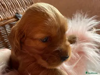 Mixed Breed dogs V.RARE ! Miniature GOLDEN RETRIEVERS(Dakota sport) - Advert 5