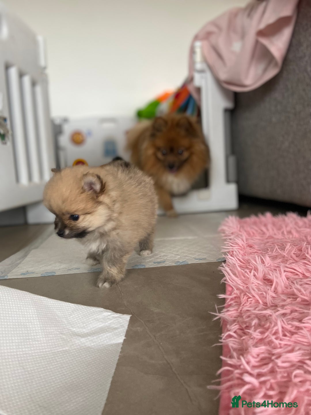 Pomeranian dogs for sale: Beautiful Pomeranian puppies  - Advert 13
