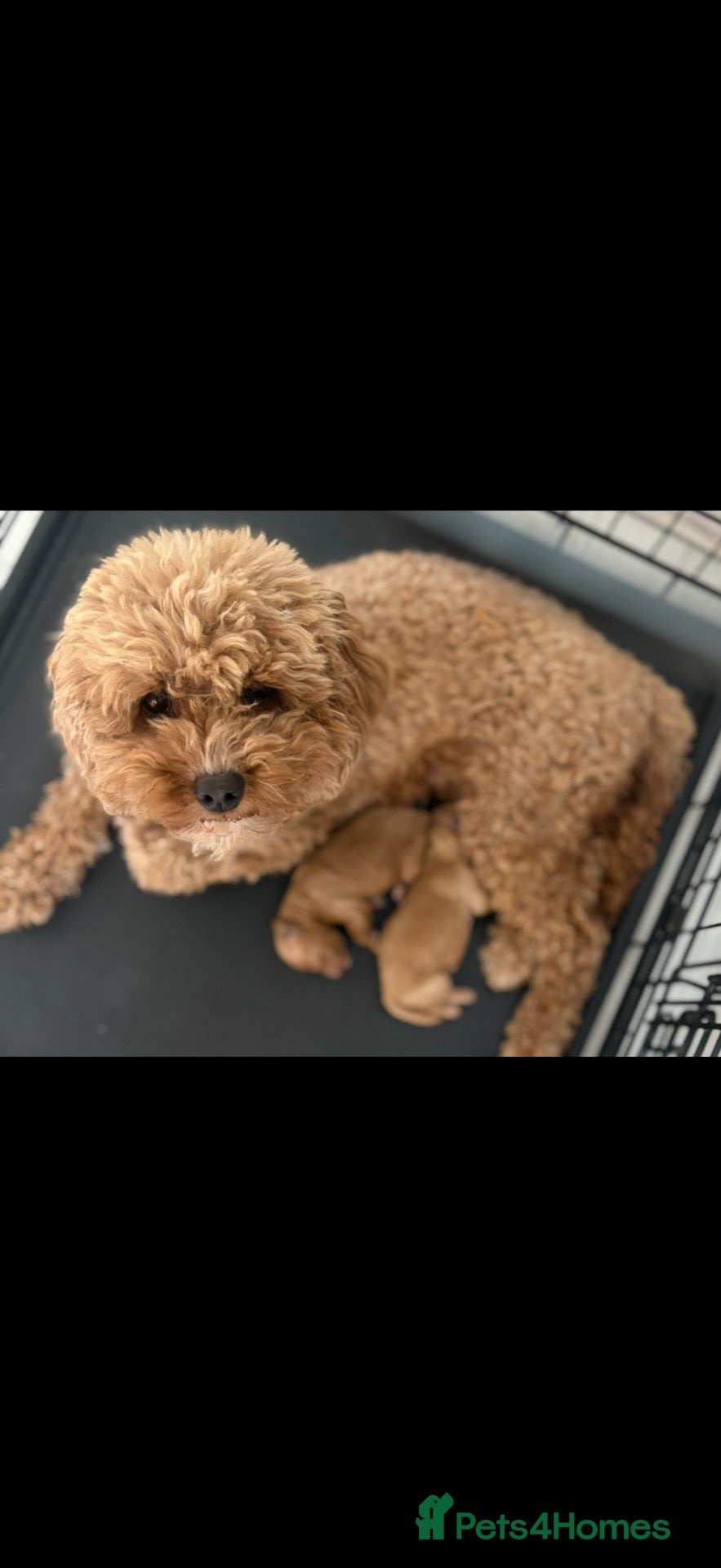 Cavapoo dogs Beautiful toy Cavapoos - Advert 1