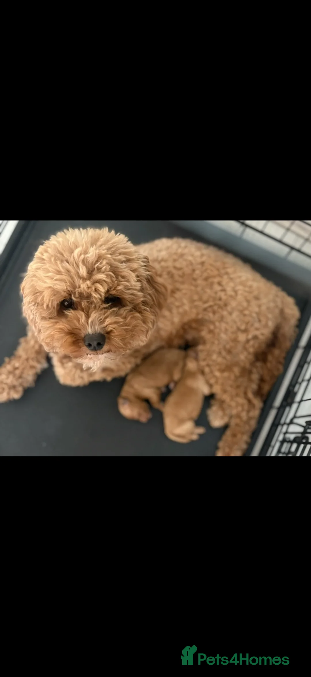 Cavapoo dogs for sale: Beautiful toy Cavapoos - Advert 1