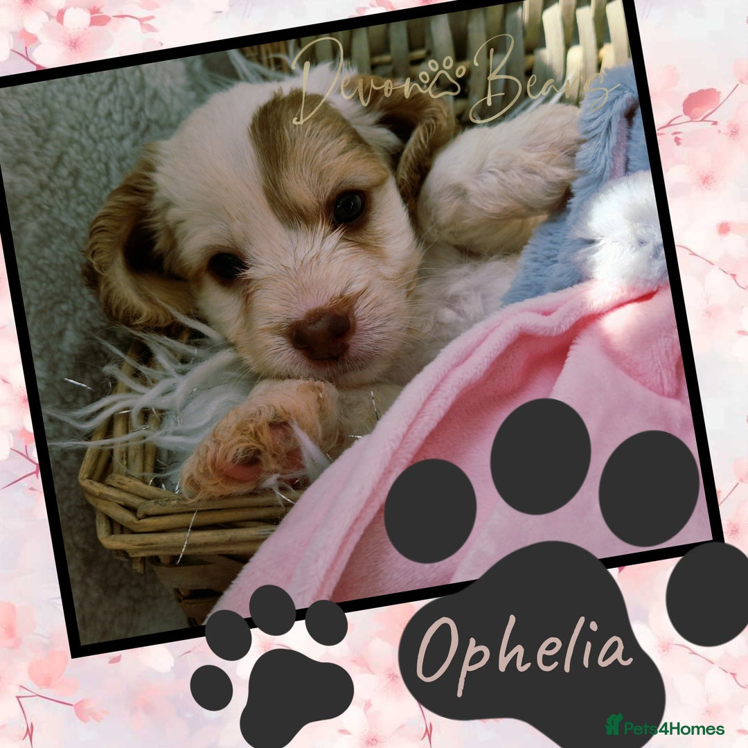Cockapoo dogs for sale: 5*licenced, stunning F1 English Cockapoo puppies - Image 24