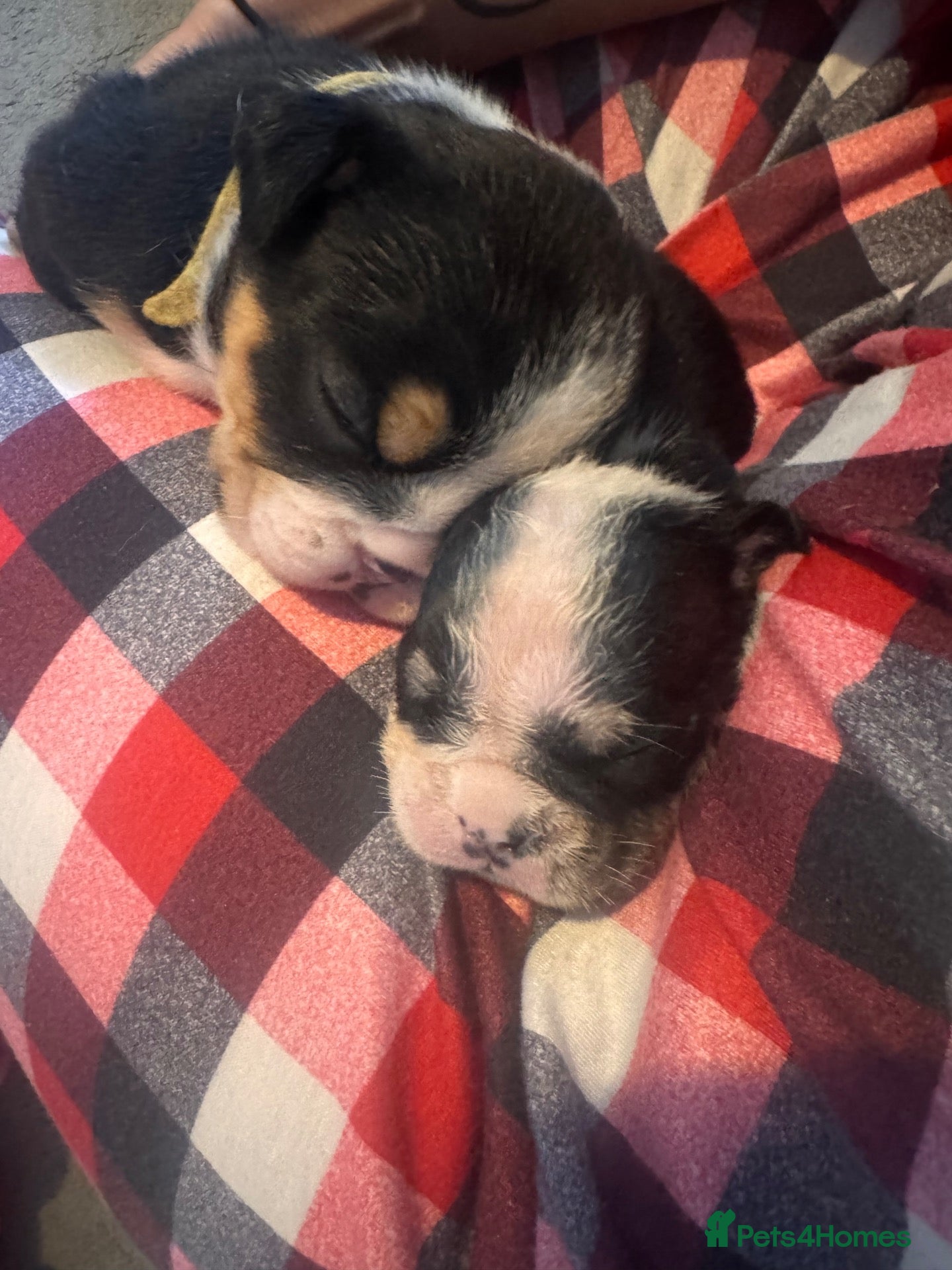 English Bulldog dogs Registered english bulldog puppies  - Advert 8
