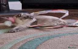 Ragdoll cats for stud: Ragdoll Stud  in Manchester - Image 3