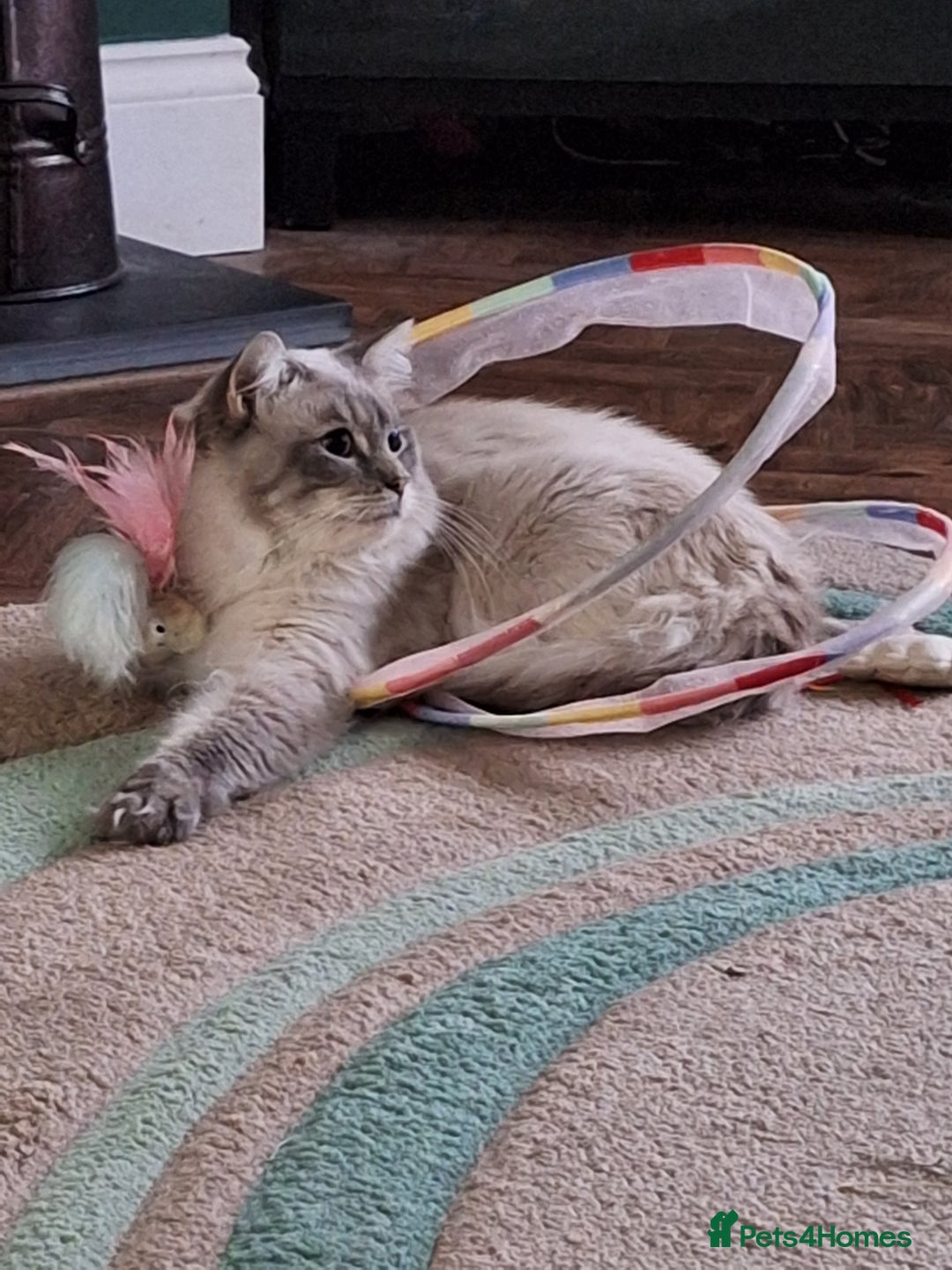 Ragdoll cats for stud: Ragdoll Stud  in Manchester - Image 3