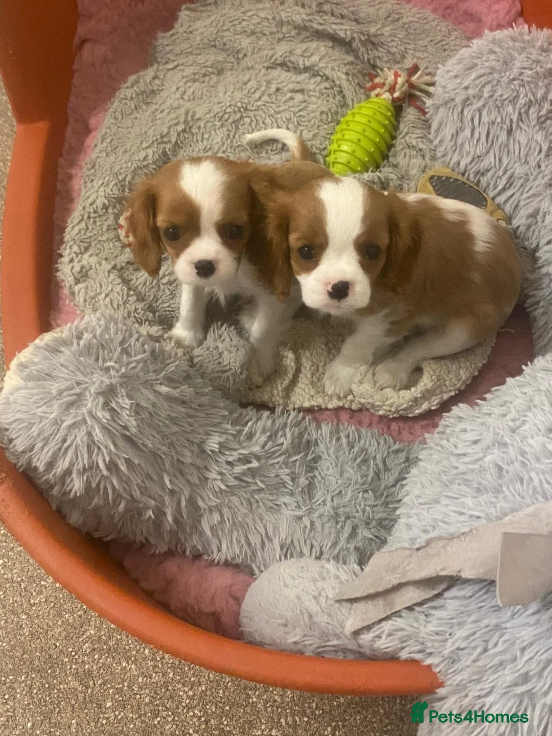 Cavalier King Charles Spaniel dogs for sale: Cavalier King Charles Boys for Sale in Kidderminster - Advert 4