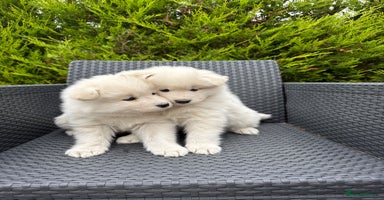 Samoyed dogs - Advert 4