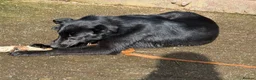 Mixed Breed dogs for sale: Failed farm dog looking for a new home - Advert 5