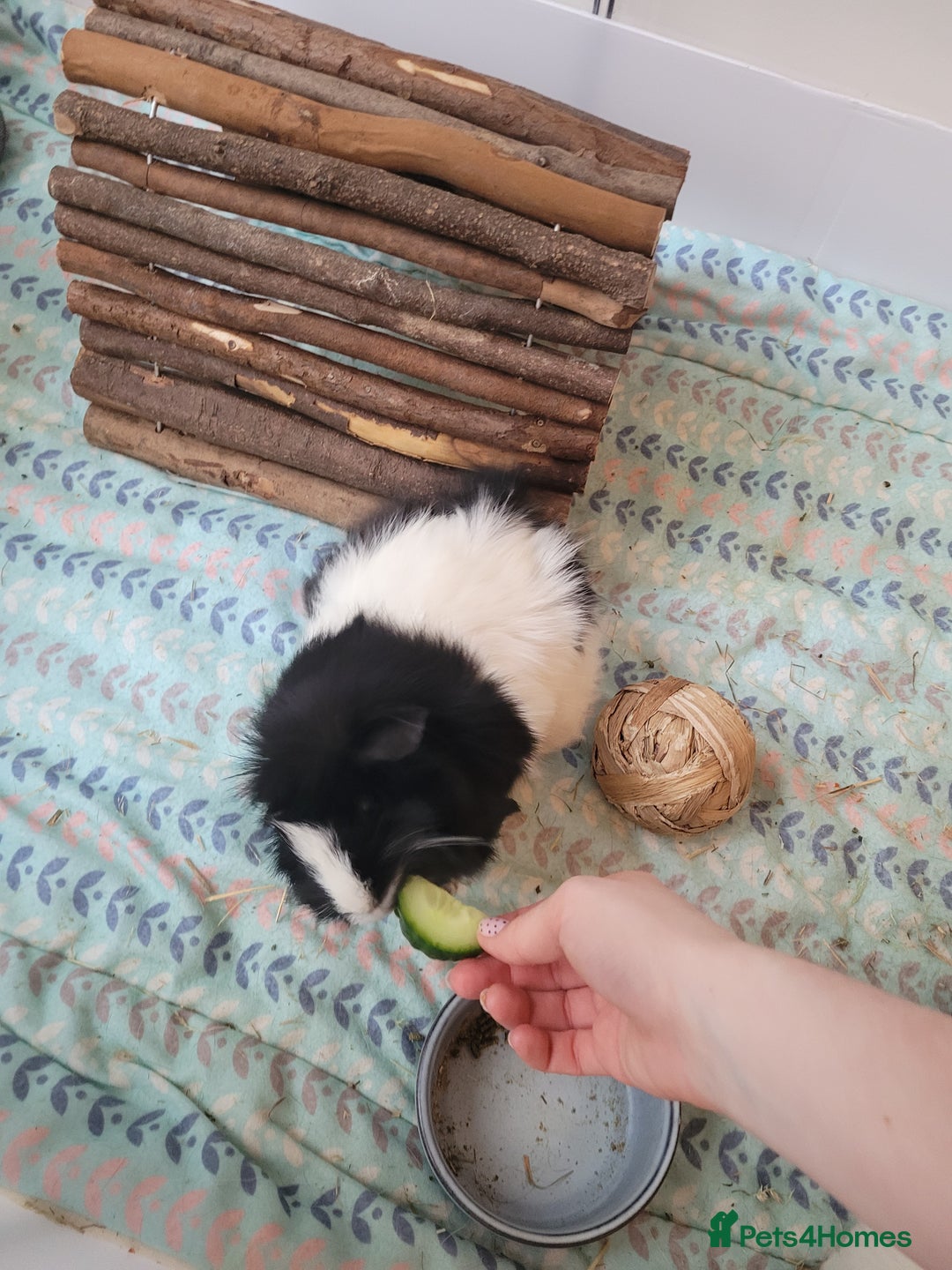 Guinea Pig rodents for sale: 3 Female Guinea Pigs Looking for a New Home - Advert 2