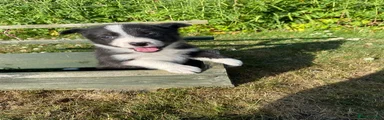 Border Collie 3