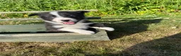 Border Collie dogs for sale: Farm Bred border collie pups  - Advert 8