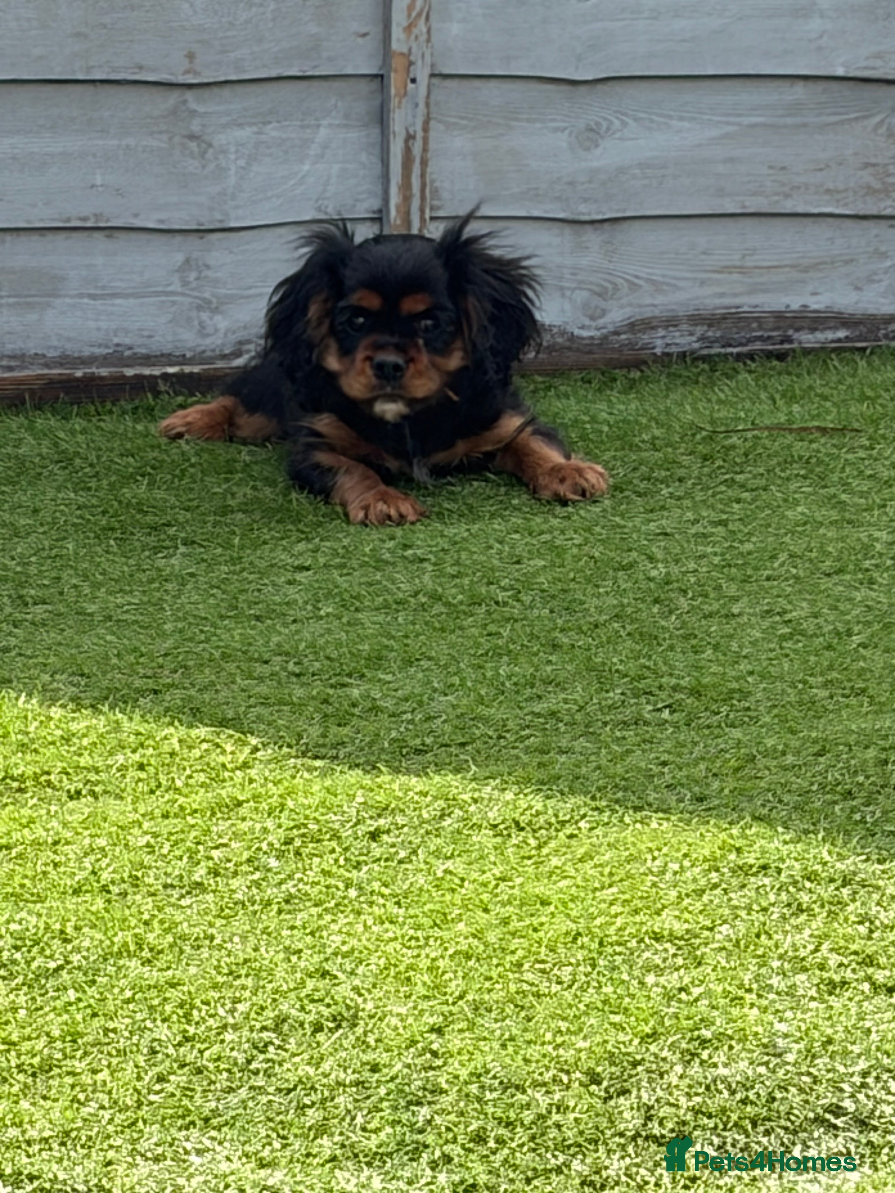 Cavalier King Charles Spaniel dogs 1 girl available! Health tested parents! - Advert 14