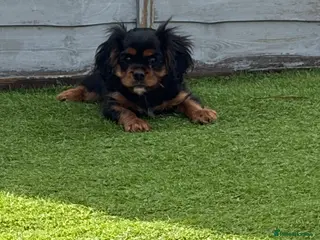 Cavalier King Charles Spaniel dogs 1 girl available! Health tested parents! - Advert 18