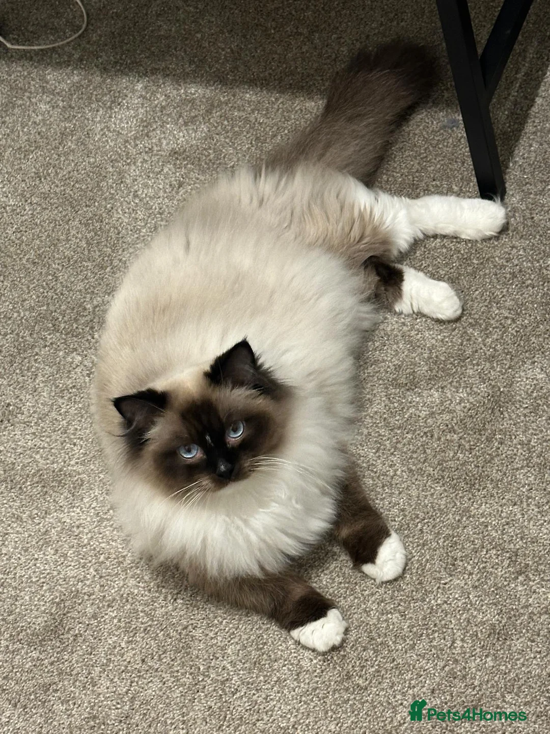Ragdoll cats for sale: Pure Bred Ragdoll Kittens - Advert 2