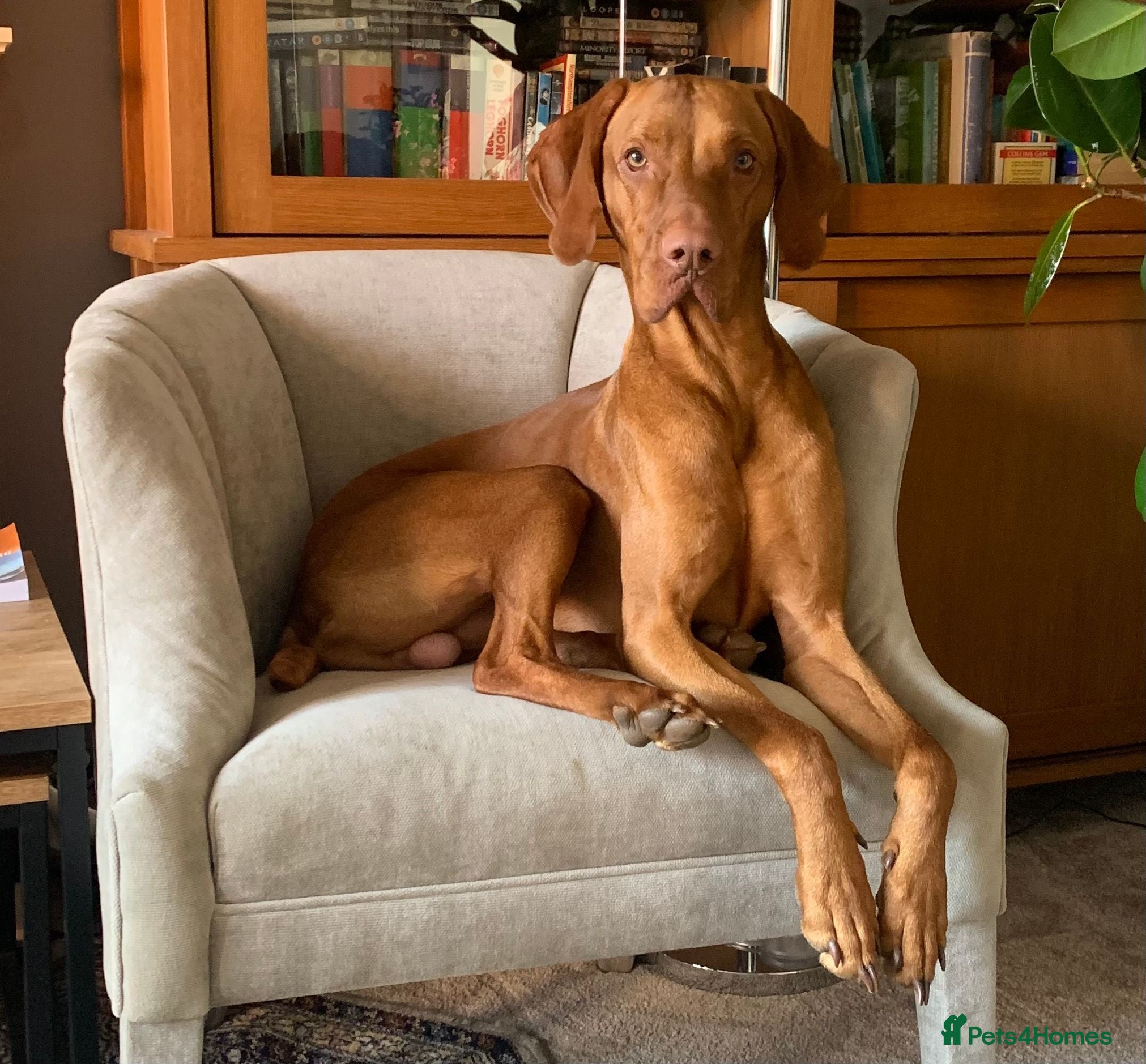 Hungarian Vizsla dogs Proven KC Registered Stud - Advert 1