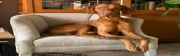 Hungarian Vizsla dogs for stud: Proven KC Registered Stud - Advert 1