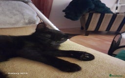 Mixed Breed cats for sale: Last maine coon mix kitten left Ready now. - Image 5