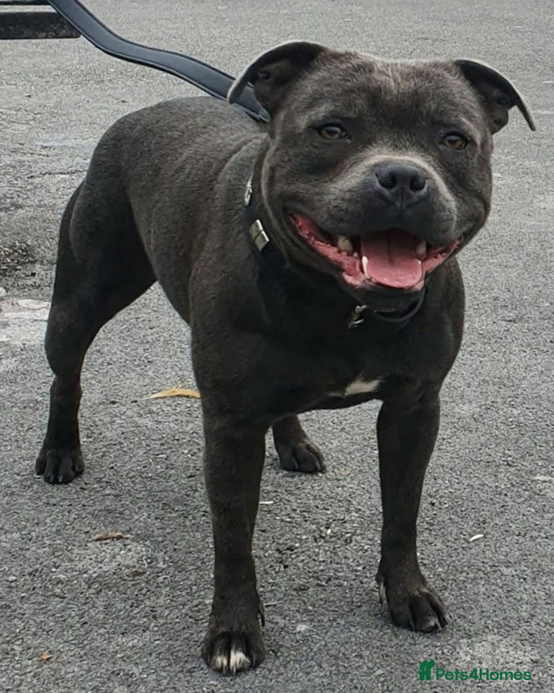Staffordshire Bull Terrier dogs for stud: **ROSCO**OUTSTANDING BLUE STUD! in Birmingham - Advert 2