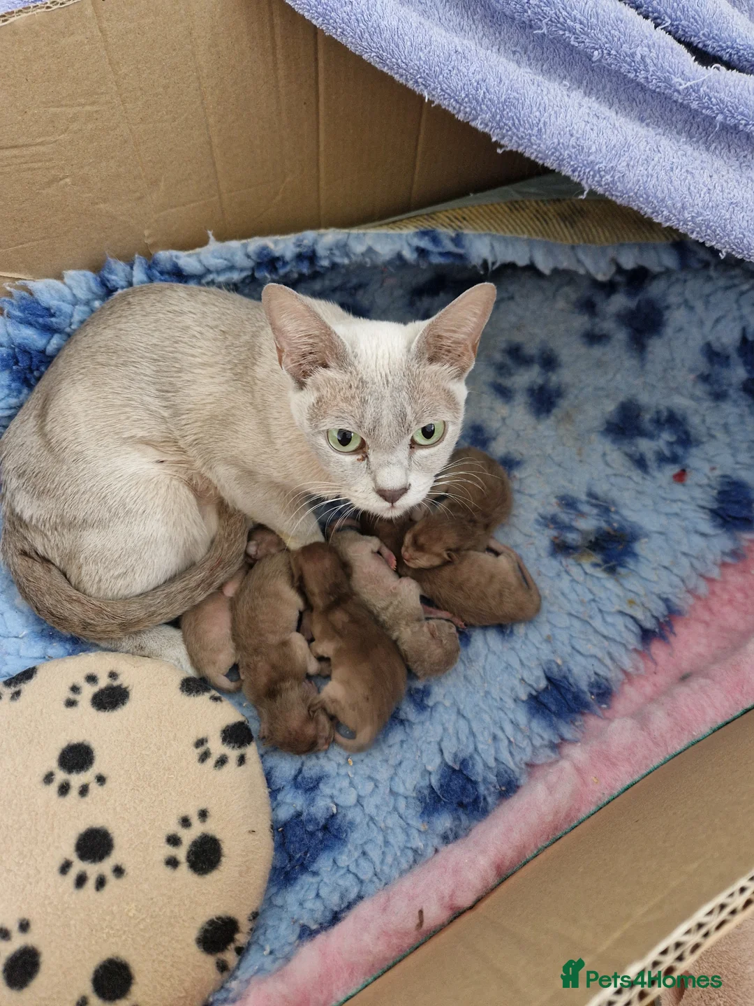 Burmese cats for sale: Beautiful Burmese Litter - Advert 1