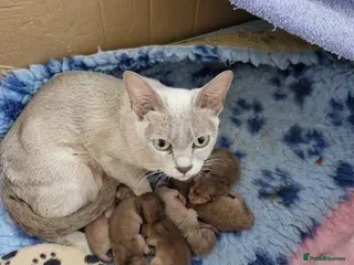 Burmese cats Beautiful Burmese Litter - Advert 5