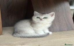British Shorthair cats for sale: British shorthair silver chinchilla  - Image 8