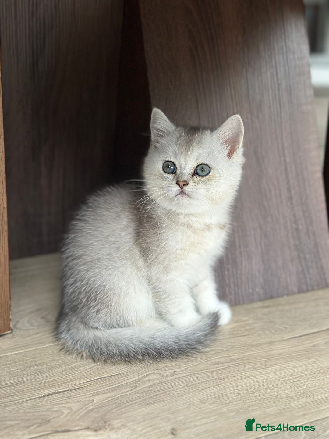 British Shorthair cats for sale: British shorthair silver chinchilla  - Image 8
