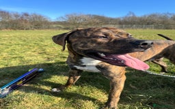 Mixed Breed dogs for sale: Mylo (Free to a good home) - Image 3