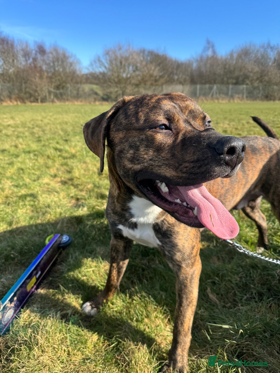 Mixed Breed dogs for sale: Mylo (Free to a good home) - Image 3