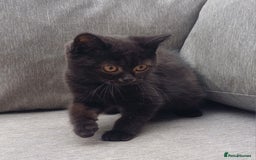 British Shorthair cats for sale: Ready now! Affectionate Black GCCF female - Image 12