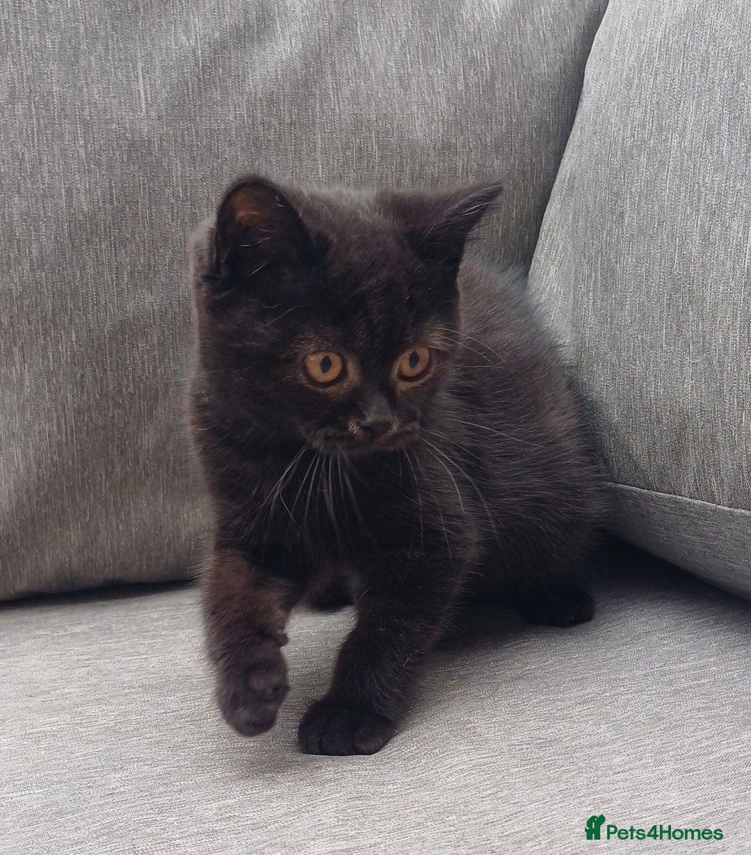 British Shorthair cats for sale: Ready now! Affectionate Black GCCF female - Image 12